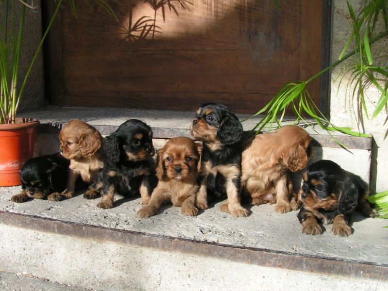 éleveur De Chiens De Race Yorkshires Cavalier King