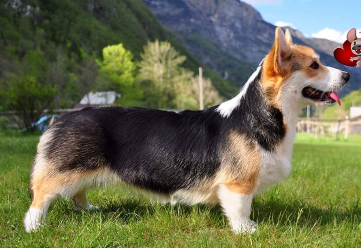 Welsh Corgi Pembroke