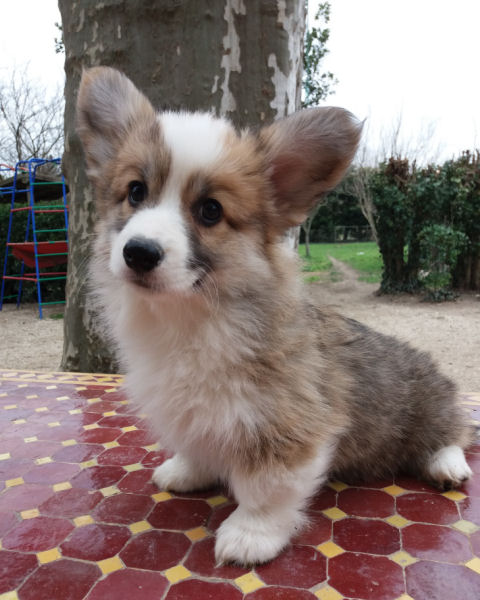 Welsh Corgi Pembroke