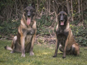 Berger Belge Malinois