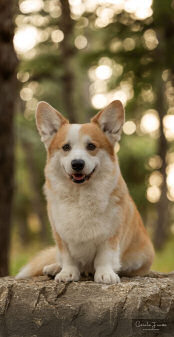 Welsh Corgi
