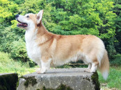 Welsh Corgi